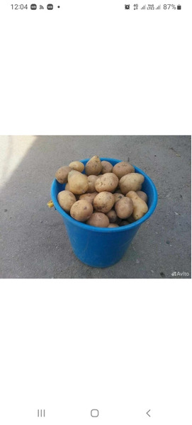 Продам картошку